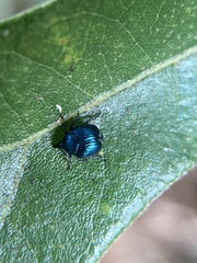 Pterocolus ovatus