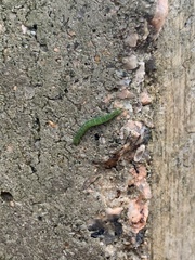 Lepidoptera