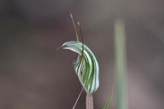 Pterostylis striata