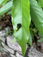 Graphium agamemnon