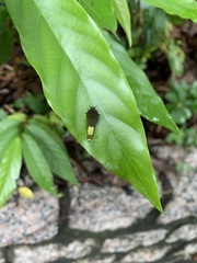 Graphium agamemnon