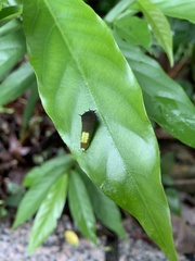 Graphium agamemnon