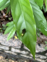 Graphium agamemnon