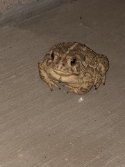 Anaxyrus woodhousii