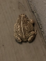 Anaxyrus woodhousii