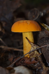Boletus auripes