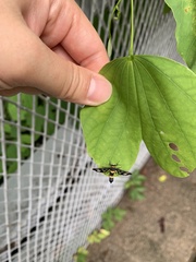 Syntomoides imaon