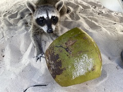 Procyon pygmaeus