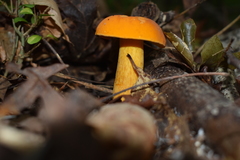 Boletus auripes