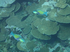 Chlorurus japanensis