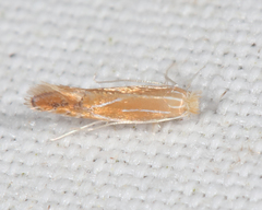 Phyllonorycter basistrigella