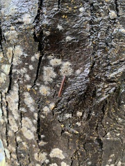 Helicorthomorpha holstii