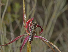 Caladenia formosa