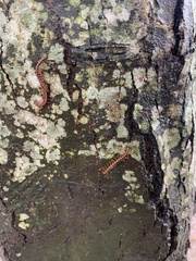Helicorthomorpha holstii