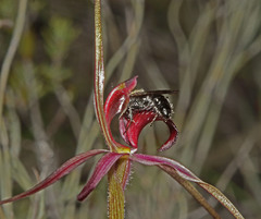 Caladenia formosa
