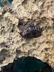 Acanthopleura