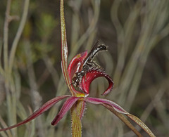 Caladenia formosa