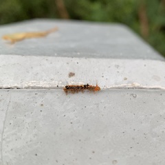 Orvasca subnotata