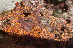 Metandrocarpa taylori