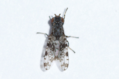 Pseudotephritis corticalis