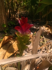 Curcuma australasica