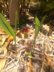 Curcuma australasica