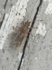 Cymodema breviceps
