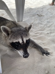 Procyon pygmaeus