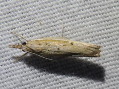 Fissicrambus profanellus