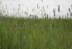 Alopecurus arundinaceus