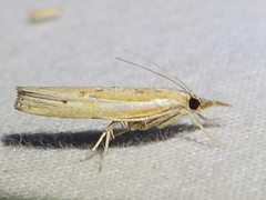 Fissicrambus profanellus