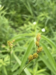 Carex bicknellii