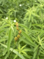 Carex bicknellii