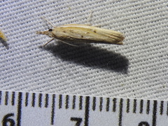 Fissicrambus profanellus