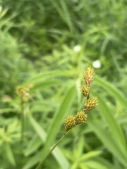 Carex bicknellii