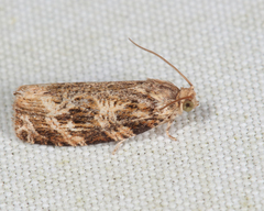 Phaecasiophora confixana