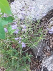 Penstemon platyphyllus