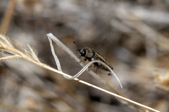Anambodera
