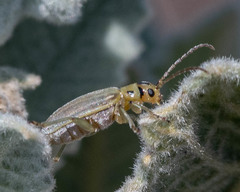 Trirhabda sericotrachyla