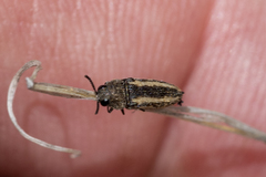 Anambodera