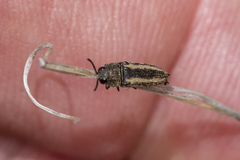 Anambodera