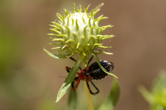 Apiomerus californicus