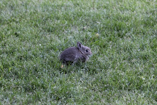 Mountain Cottontail photographed in Wyoming