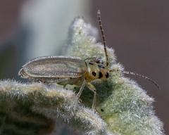 Trirhabda sericotrachyla