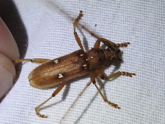 Eburia
