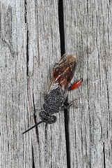 Phasgonophora sulcata