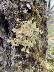 Sphaerophorus globosus