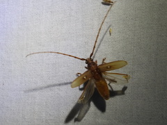 Eburia