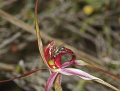 Caladenia formosa