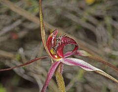 Caladenia formosa